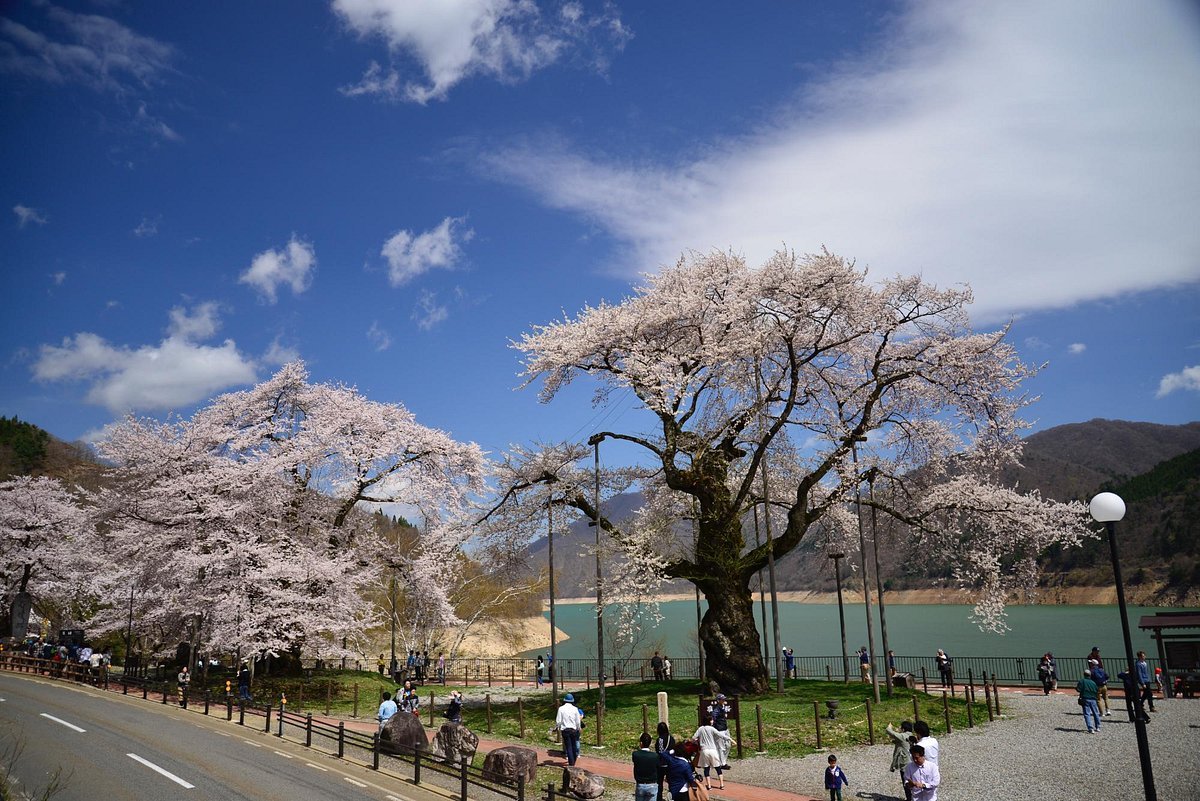 🌸 쇼카와자쿠라 공원(쇼카와자쿠라 코엔) 이미지 9